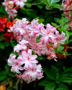 Rhododendron 'Corneille' - Hillier Gardens - Romsey, Hampshire, England - DSC04897