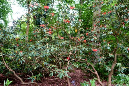 Rhododendron 'Damozel' - RHS Garden Harlow Carr - North Yorkshire, England - DSC01214