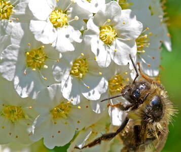 Honey summer insect