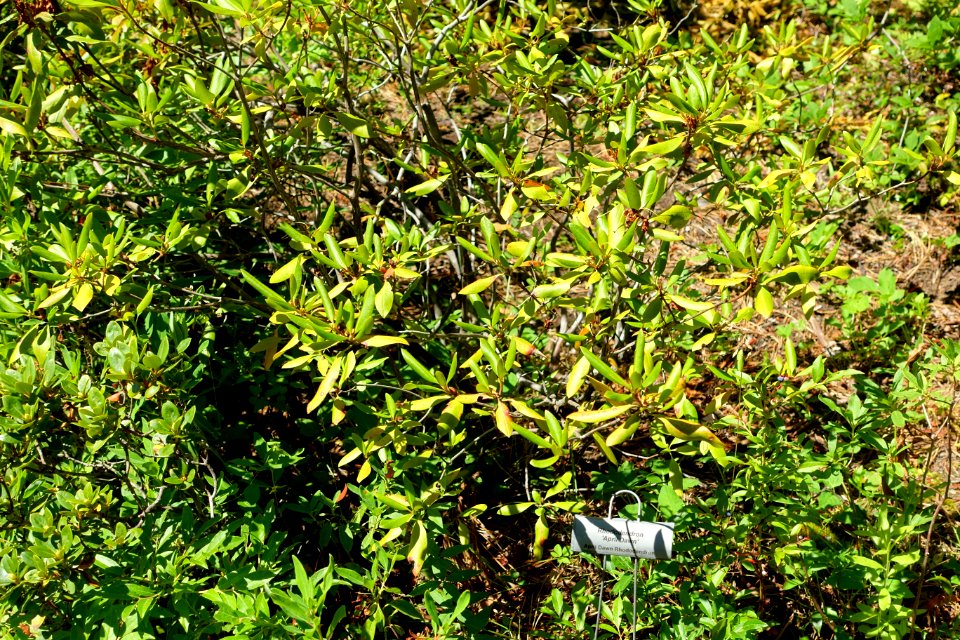 Rhododendron 'April Dawn'- Asticou Azalea Garden - Northeast Harbor, Maine - DSC03616