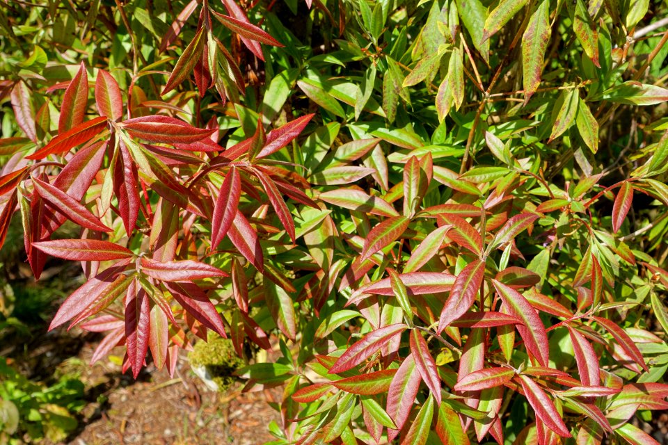 Rhododendron augustinii - Caerhayes Castle gardens - Cornwall, England - DSC03118