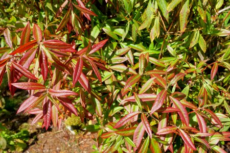 Rhododendron augustinii - Caerhayes Castle gardens - Cornwall, England - DSC03118