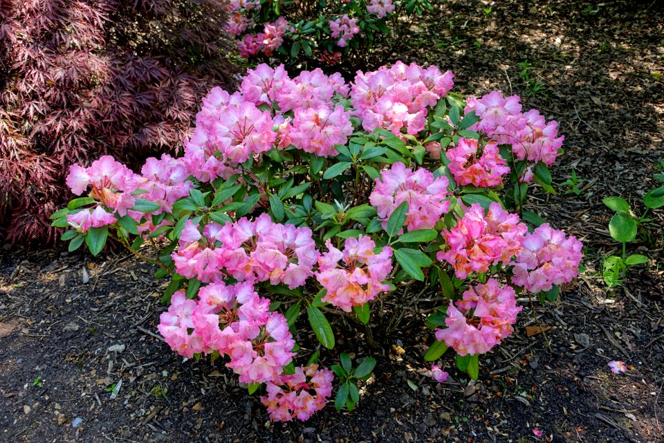 Rhododendron 'Fantastica' - Savill Garden - Windsor Great Park, England - DSC06270