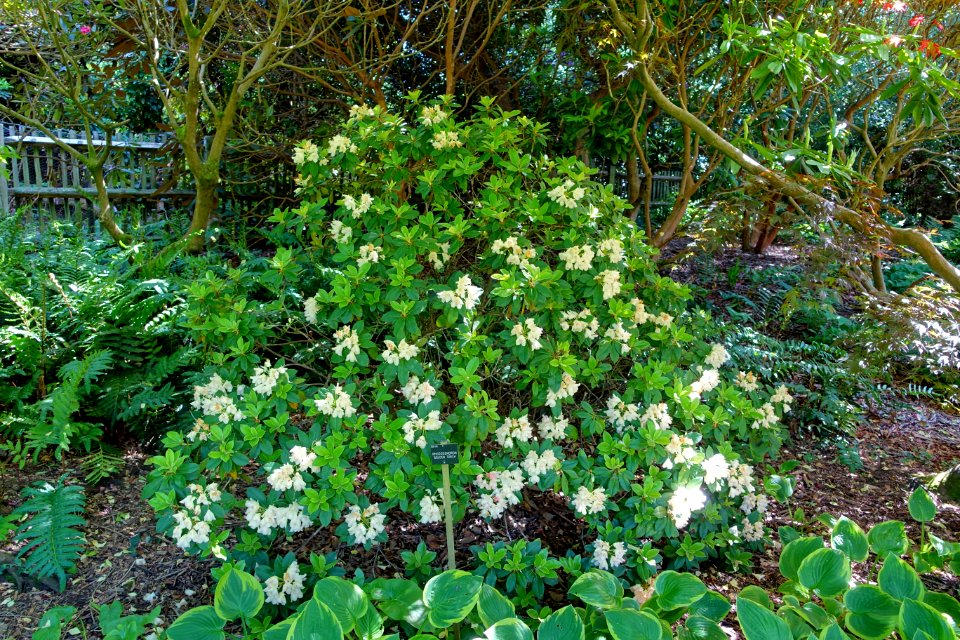 Rhododendron 'Golden Torch' - Savill Garden - Windsor Great Park, England - DSC06104