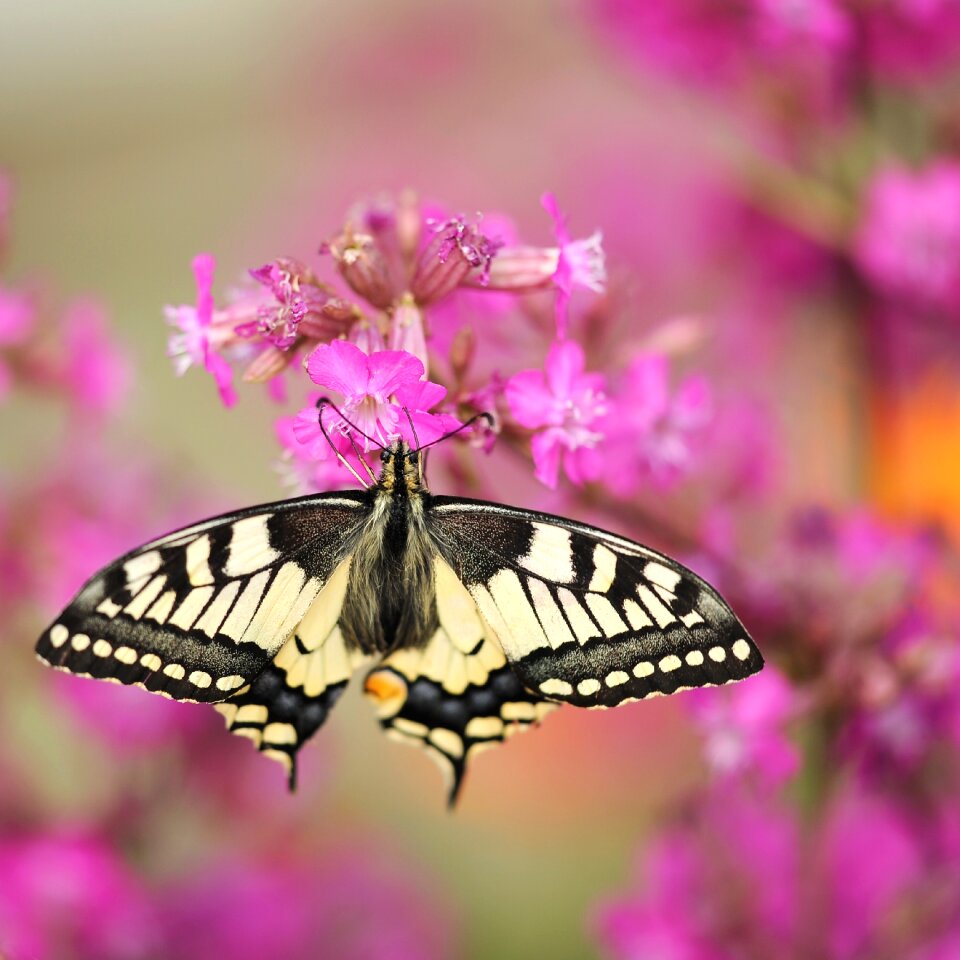 Insect flower plant