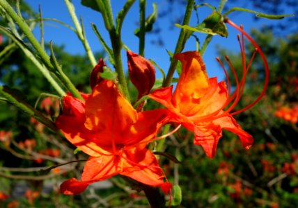 Rhododendron calendulaceum - Arnold Arboretum - DSC06662