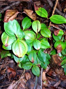 Rhodamnia maideniana coppice leaves