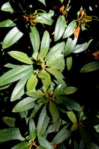 Rhododendron argyrophyllum - UBC Botanical Garden - Vancouver, Canada - DSC08465
