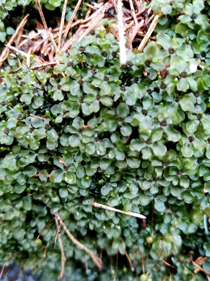 Rhizomnium punctatum 122929899