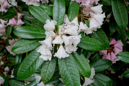 Rhododendron argyrophyllum - Hillier Gardens - Romsey, Hampshire, England - DSC04727