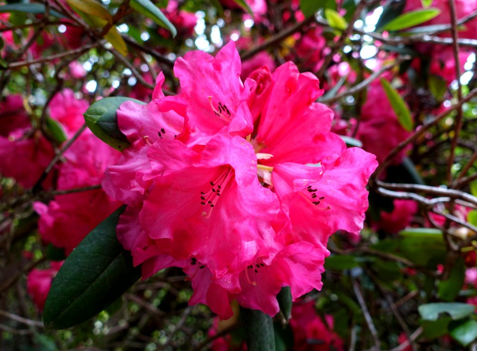 Rhododendron 'Dollar Princess' - Exbury Gardens - Exbury, England - DSC04018