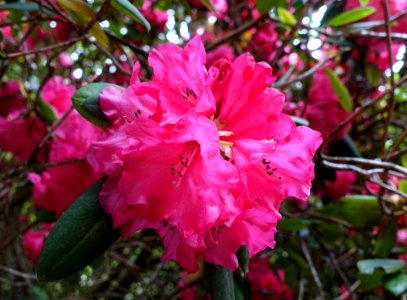 Rhododendron 'Dollar Princess' - Exbury Gardens - Exbury, England - DSC04018