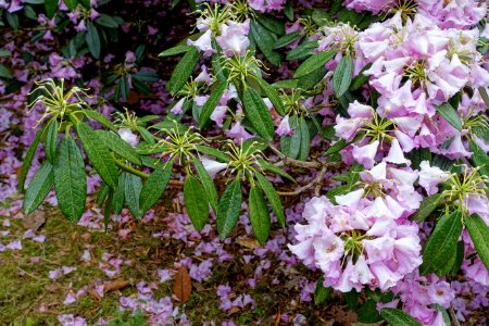 Rhododendron argyrophyllum subsp. nankingense 'Chinese Silver' - Hillier Gardens - Romsey, Hampshire, England - DSC04704