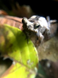 Rhinella alata 58789193