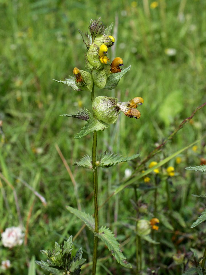Rhinanthus angustifolius Kiiminki, Finland 25.06.2013
