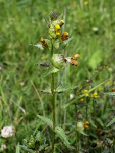 Rhinanthus angustifolius Kiiminki, Finland 25.06.2013