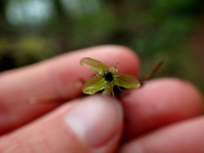 Rhizomnium glabrescens 140578858