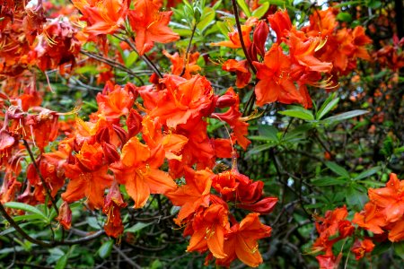 Rhododendron 'Eisenhower' - Hillier Gardens - Romsey, Hampshire, England - DSC04647