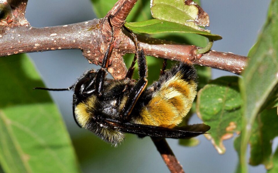 Insectoid pollinate pollination