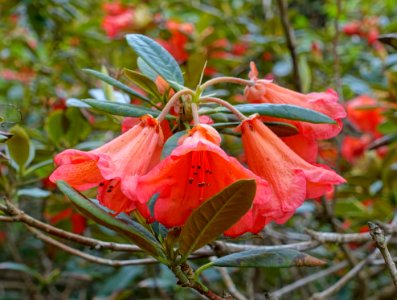 Rhododendron 'Fabia' - Hillier Gardens - Romsey, Hampshire, England - DSC04845