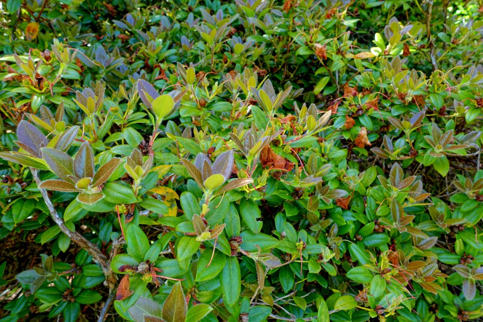 Rhododendron 'Cilpinense' - Caerhayes Castle gardens - Cornwall, England - DSC02994