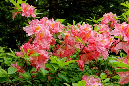 Rhododendron 'Cecile' - Hillier Gardens - Romsey, Hampshire, England - DSC04893
