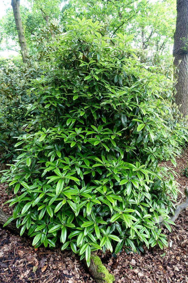 Rhododendron argyrophyllum - RHS Garden Harlow Carr - North Yorkshire, England - DSC01363