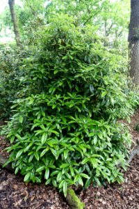 Rhododendron argyrophyllum - RHS Garden Harlow Carr - North Yorkshire, England - DSC01363