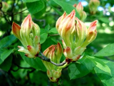 Rhododendron arborescens - Arnold Arboretum - DSC06960
