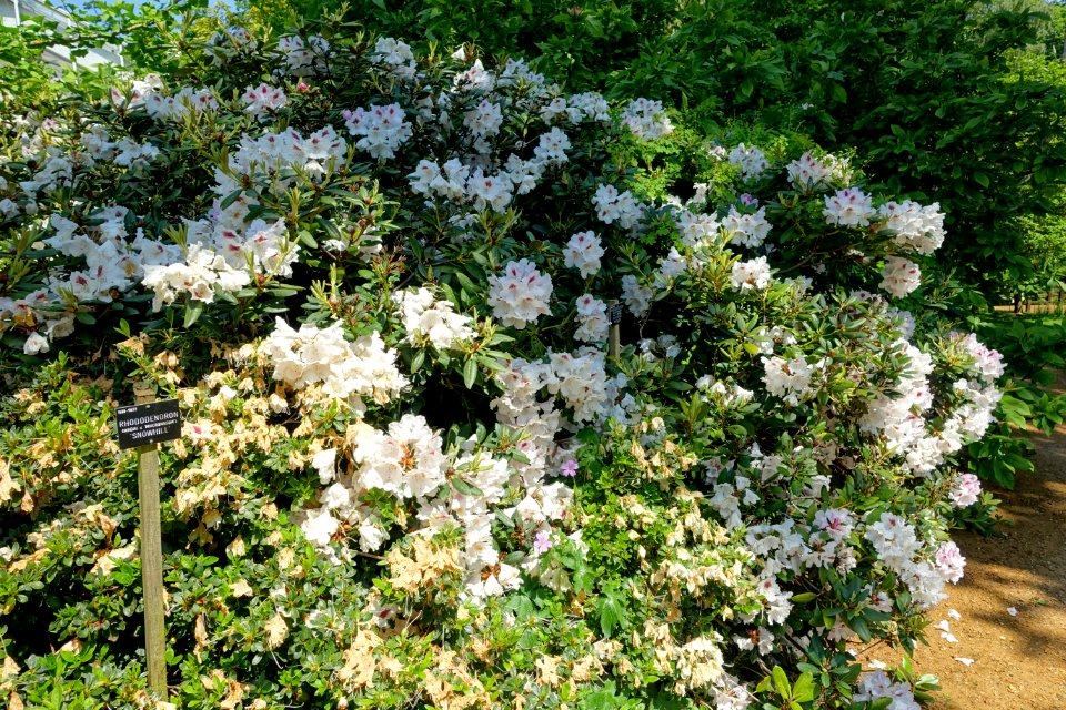Rhododendron 'Harkwood Premiere' - Savill Garden - Windsor Great Park, England - DSC06142
