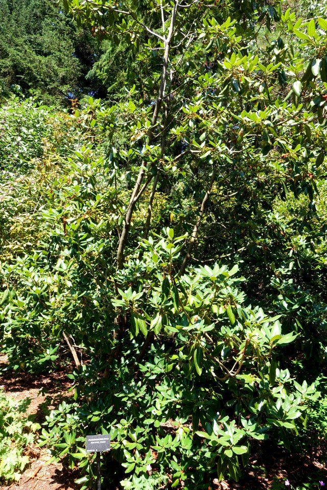 Rhododendron 'Biskra' - VanDusen Botanical Garden - Vancouver, BC - DSC07300