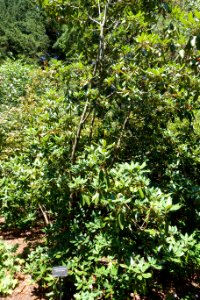 Rhododendron 'Biskra' - VanDusen Botanical Garden - Vancouver, BC - DSC07300
