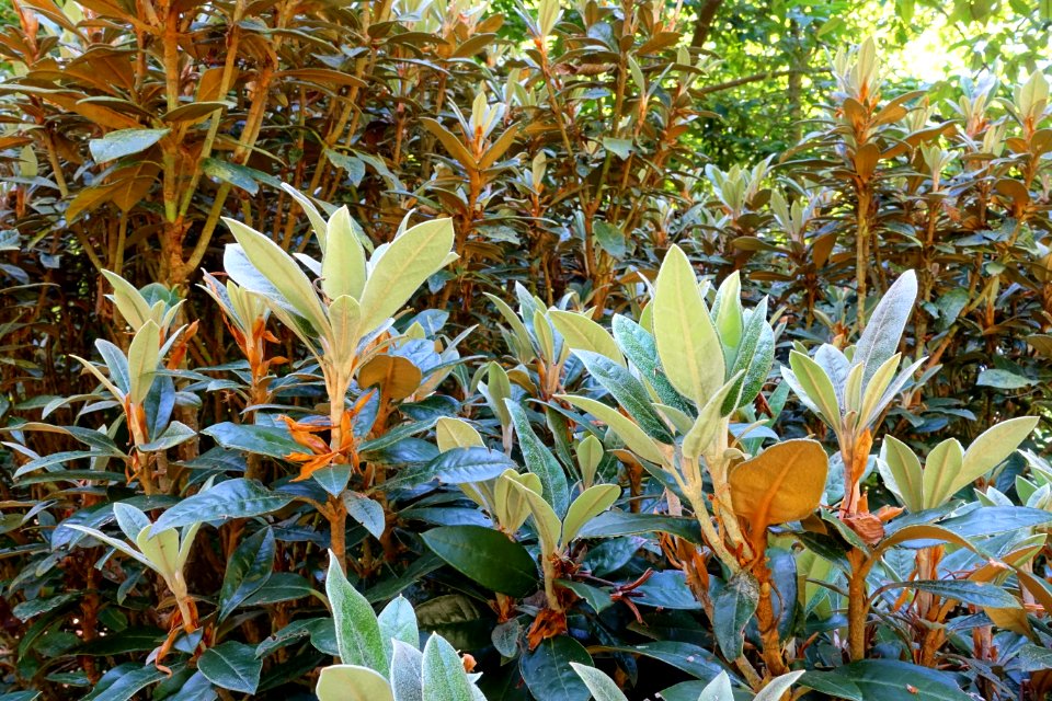 Rhododendron adenopodum - UBC Botanical Garden - Vancouver, Canada - DSC08040