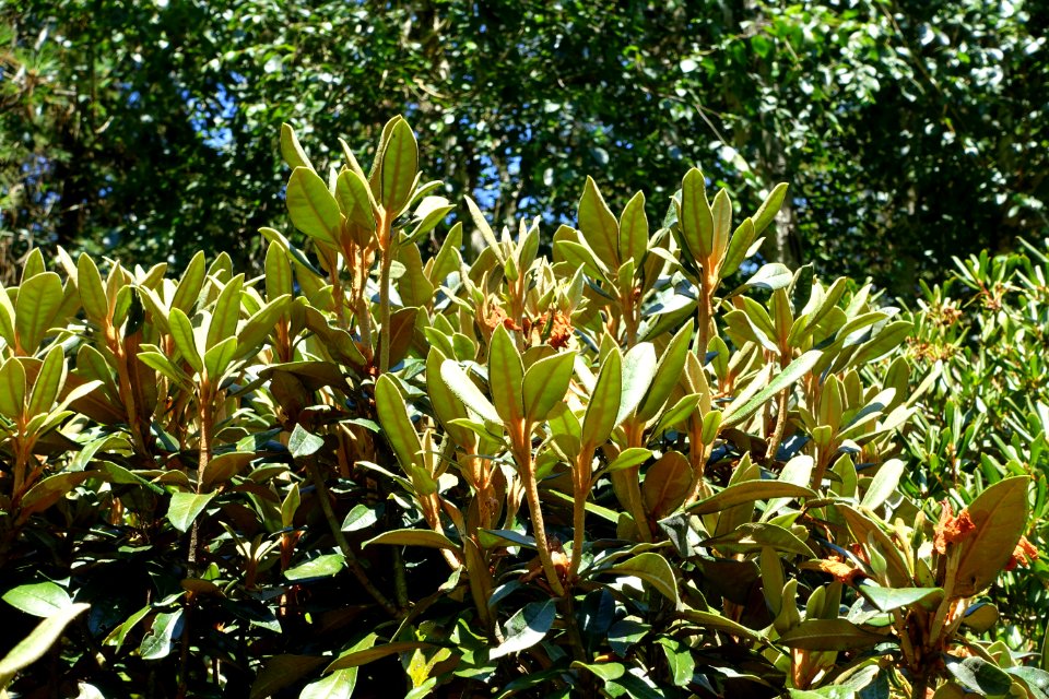 Rhododendron adenogynum - VanDusen Botanical Garden - Vancouver, BC - DSC07307
