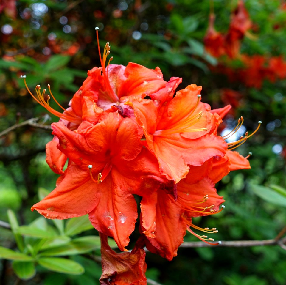 Rhododendron 'Eisenhower' - Hillier Gardens - Romsey, Hampshire, England - DSC04645