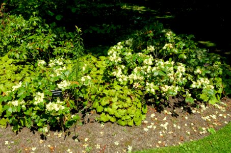 Rhododendron 'Festivo' - Savill Garden - Windsor Great Park, England - DSC06282