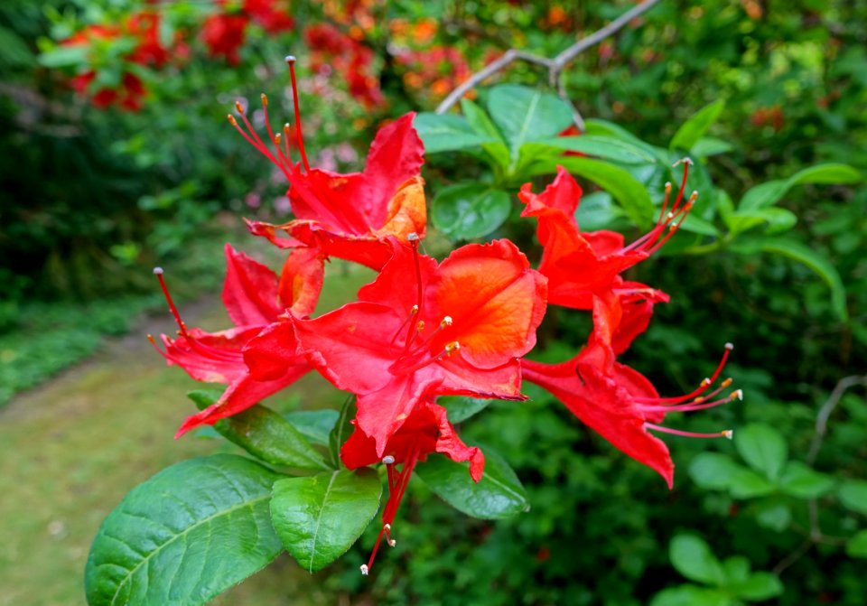 Rhododendron 'H. H. Hunnewell' - Hillier Gardens - Romsey, Hampshire, England - DSC04901