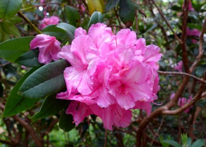 Rhododendron 'Alice' - Hillier Gardens - Romsey, Hampshire, England - DSC04623