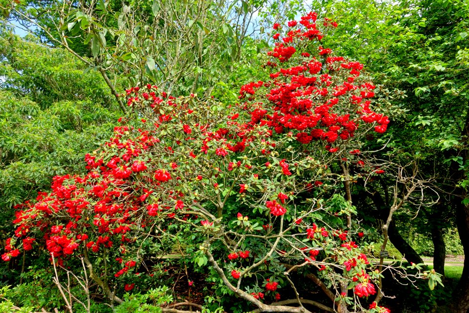 Rhododendron 'Grosclaude' - Savill Garden - Windsor Great Park, England - DSC06376