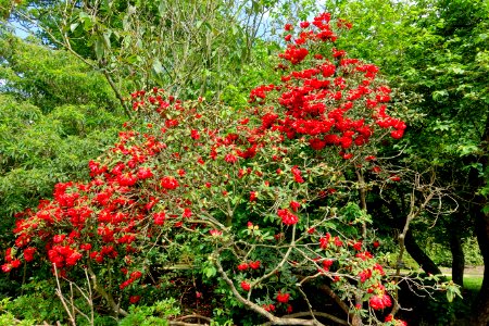 Rhododendron 'Grosclaude' - Savill Garden - Windsor Great Park, England - DSC06376