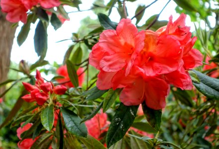 Rhododendron 'Goblin' - Hillier Gardens - Romsey, Hampshire, England - DSC04939