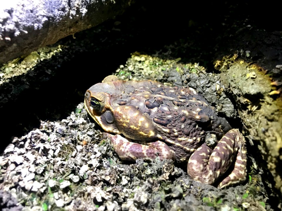 Rhinella horribilis (Soberania) - 1