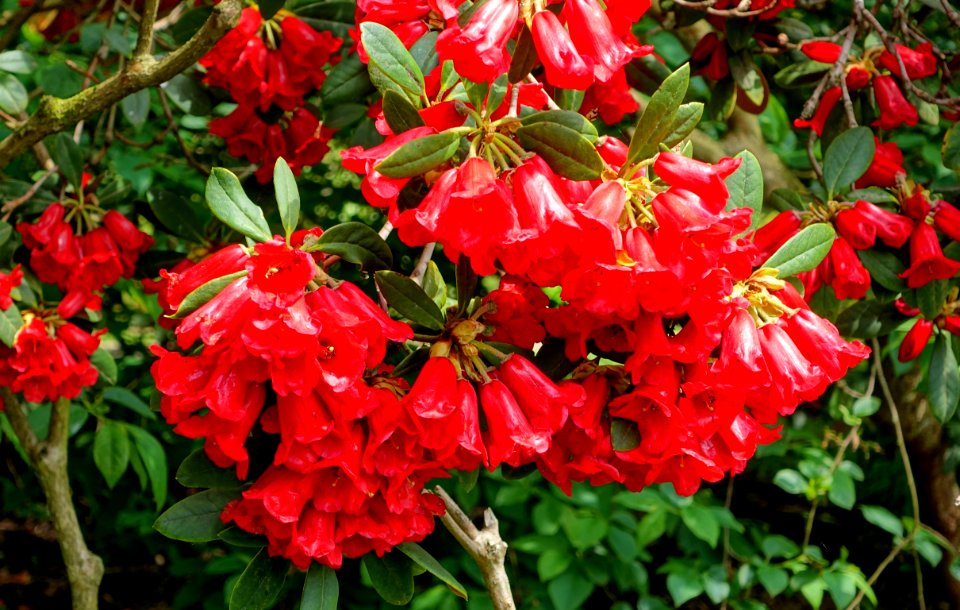 Rhododendron 'Grosclaude' - Savill Garden - Windsor Great Park, England - DSC06378