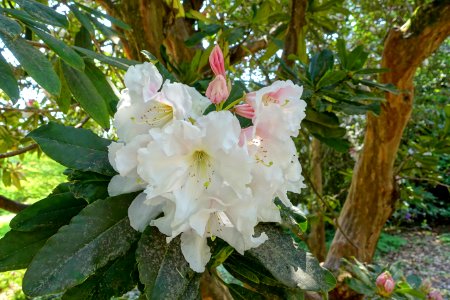 Rhododendron 'Angelo' - Sheffield Park and Garden - East Sussex, England - DSC05741