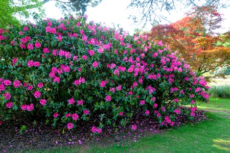 Rhododendron 'Corona' - Sheffield Park and Garden - East Sussex, England - DSC05404
