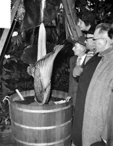 Reuzenslangenblad in bloei Kelk te Leiden opent zich, Bestanddeelnr 907-6028