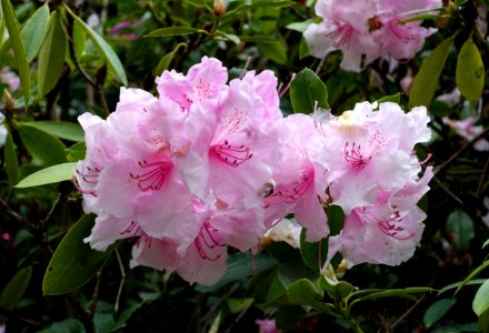 Rhododendron 'Compactum Multiflorum' - Hillier Gardens - Romsey, Hampshire, England - DSC04632