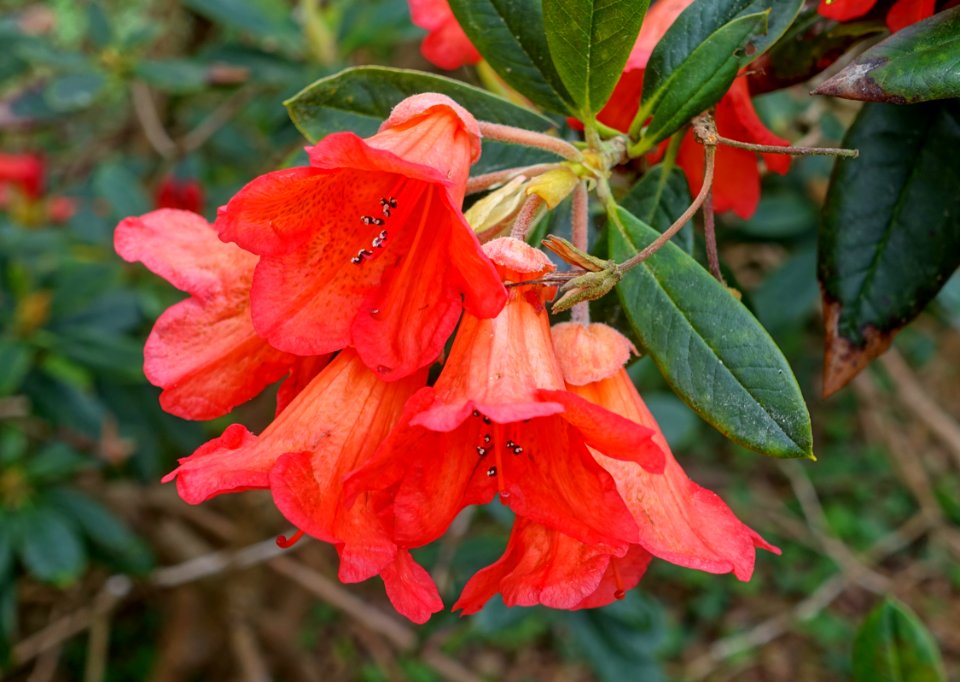 Rhododendron 'Fabia' - Hillier Gardens - Romsey, Hampshire, England - DSC04843