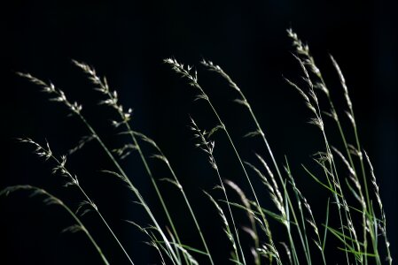 Meadow plant close up photo