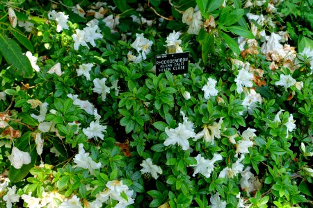 Rhododendron 'Helen Close' - Savill Garden - Windsor Great Park, England - DSC06188